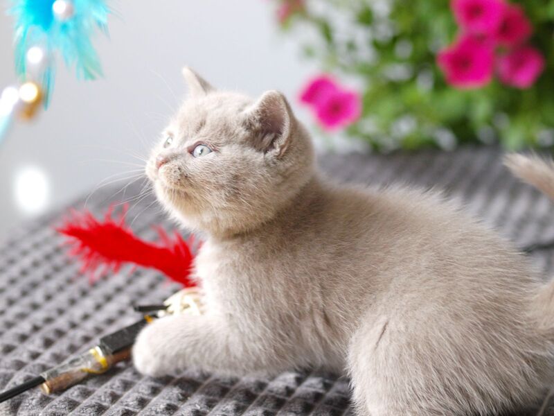 Olex British Shorthair male, lilac