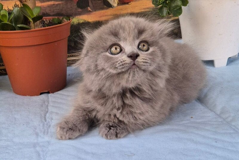 Erik Scottish Fold male, blue