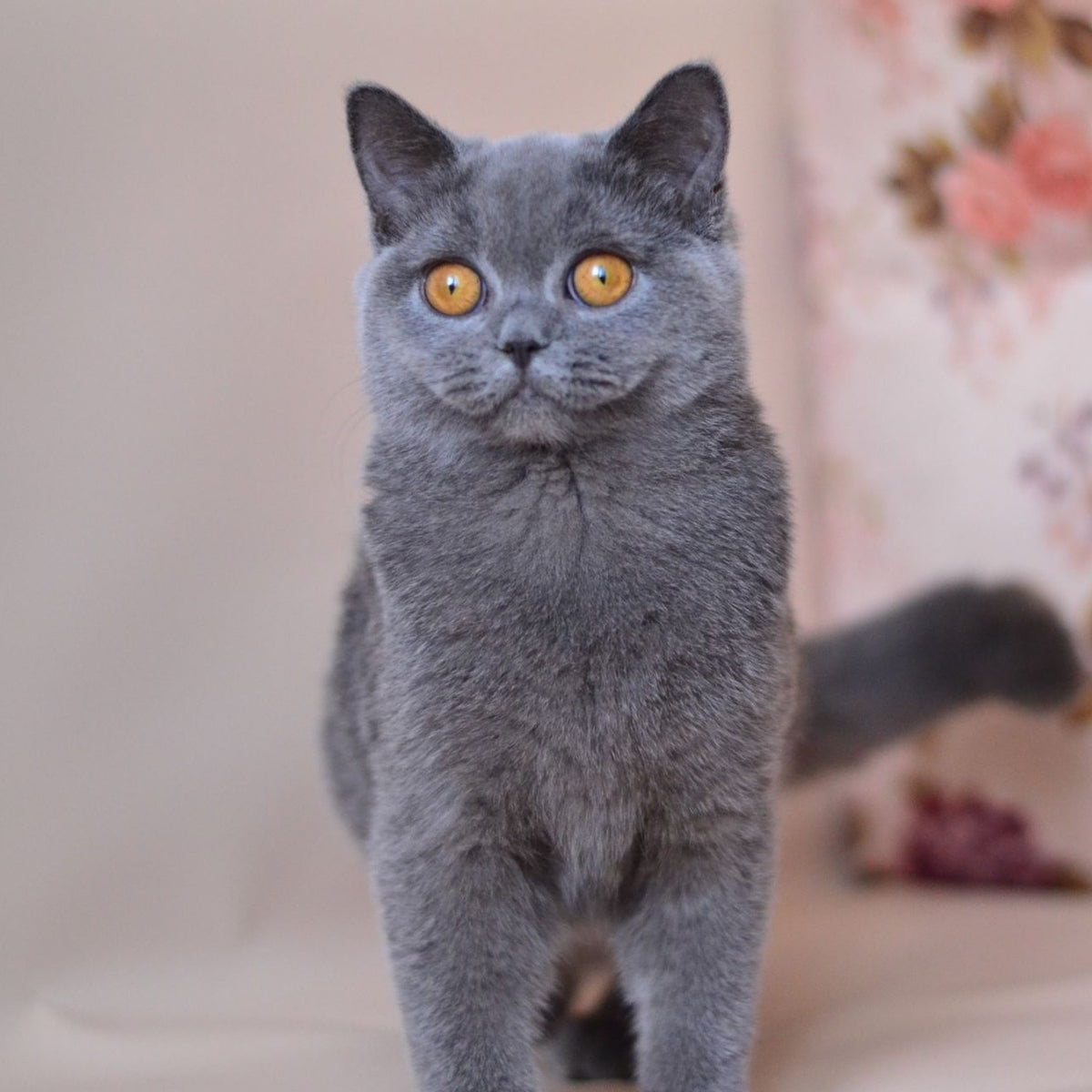 Emma British Shorthair female, blue