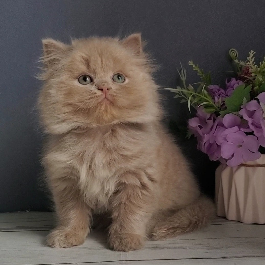 Finyk British Longhair male, fawn