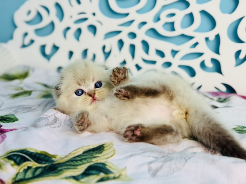 Xtreme Scottish Fold male chocolate pointed bicolour - live animals