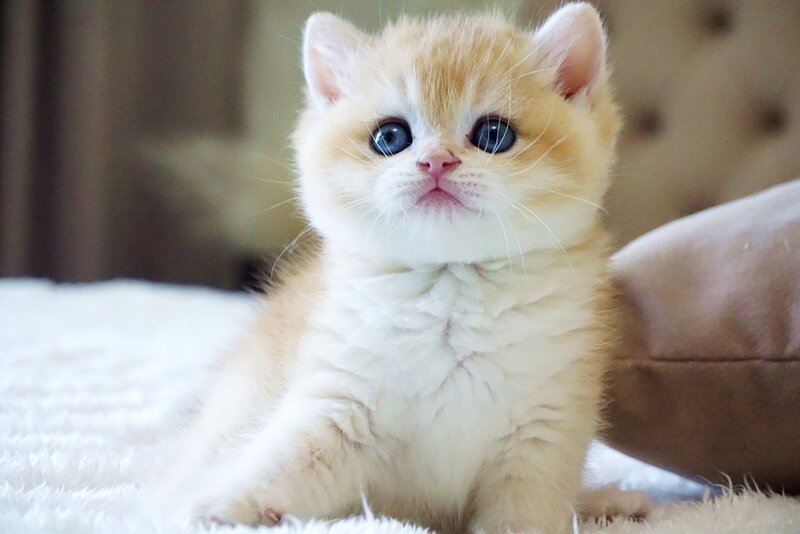 Den British Shorthair male, black golden chinchilla