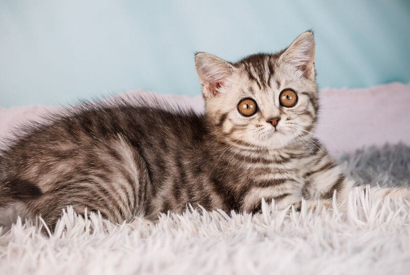 Uma Scottish Straight female, black silver spotted tabby