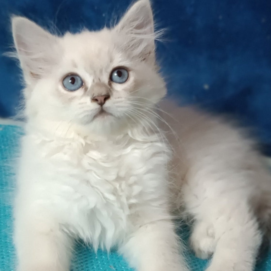 Dakota Siberian female, blue tabby pointed