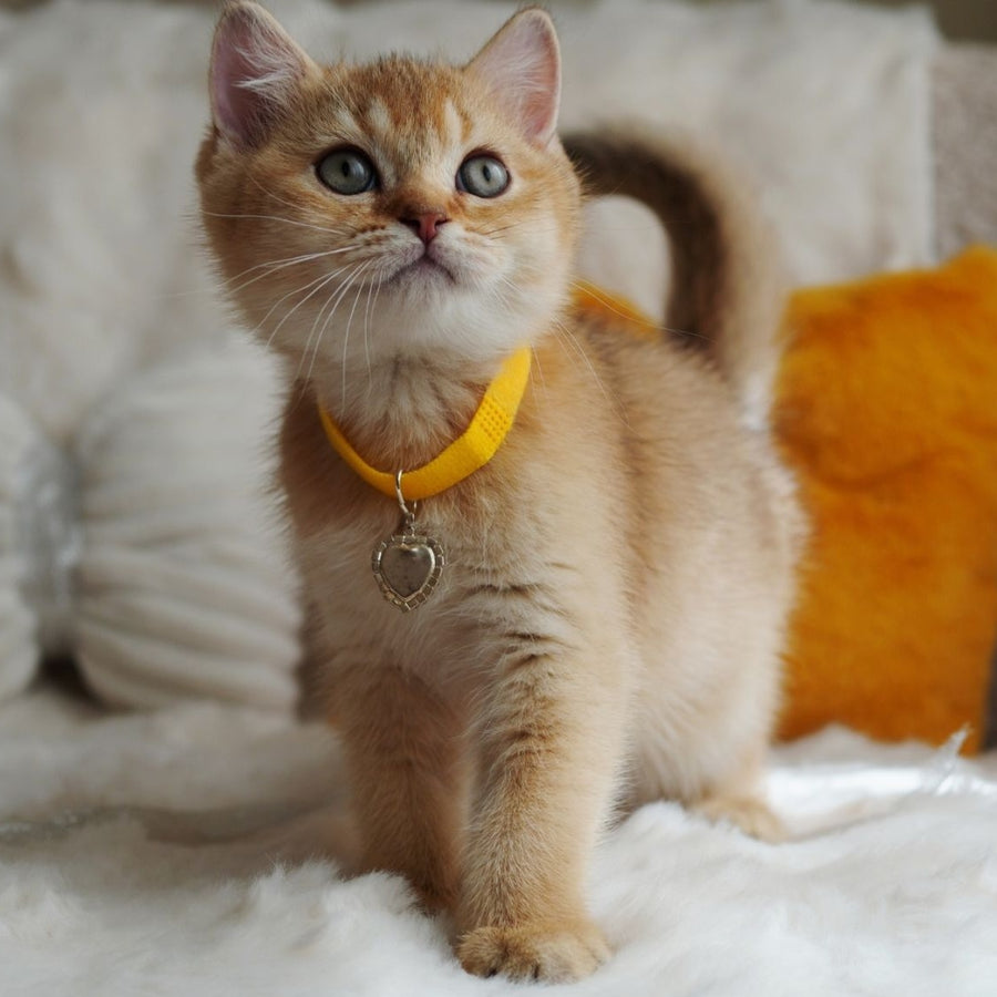 Vincent British Shorthair male, chocolate golden shaded