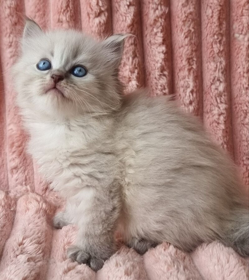 Zahar Siberian male blue tabby pointed - live animals