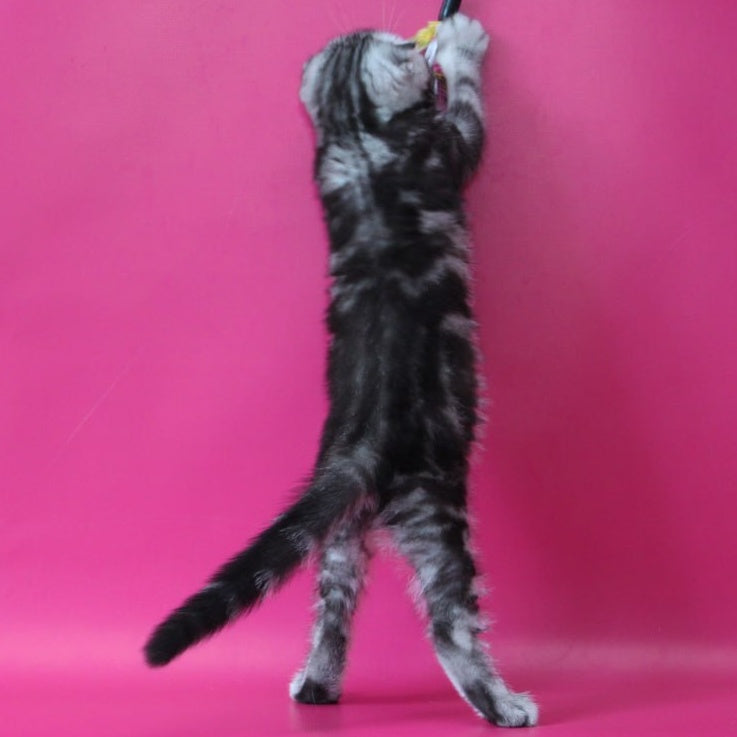Sienna Scottish Fold female, black silver tabby
