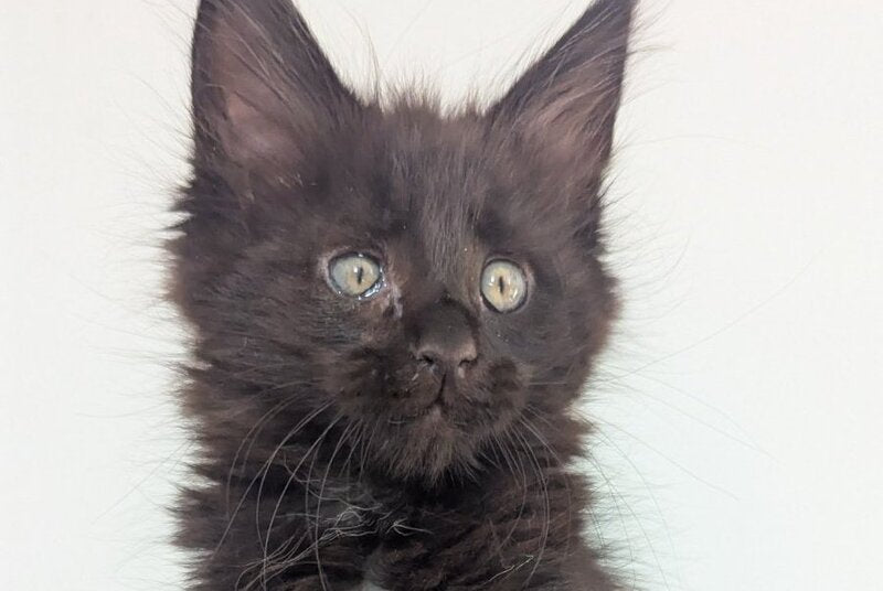 Cora Maine Coon female, black