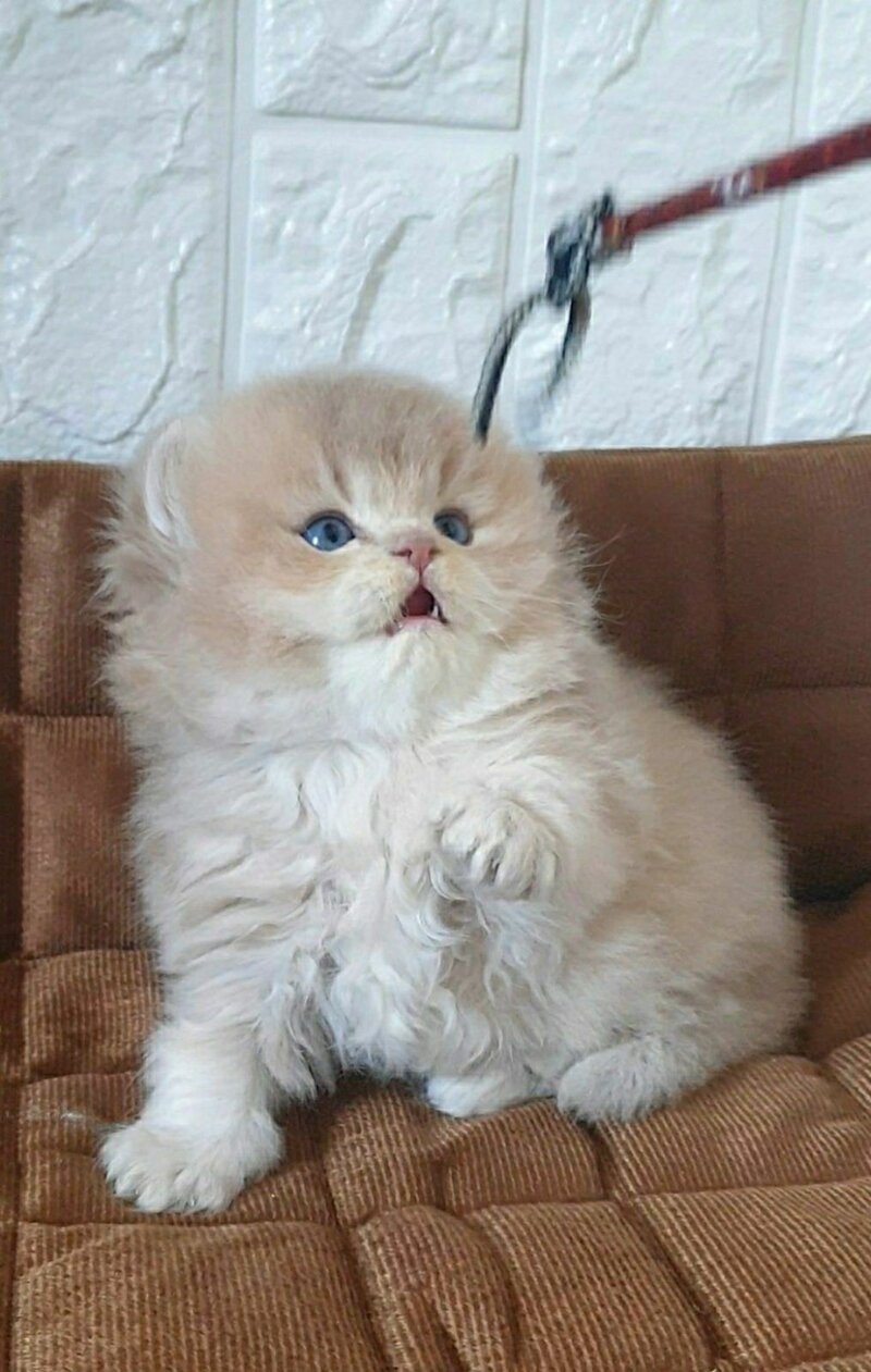 Oliver British Longhair male lilac golden chinchilla - live animals