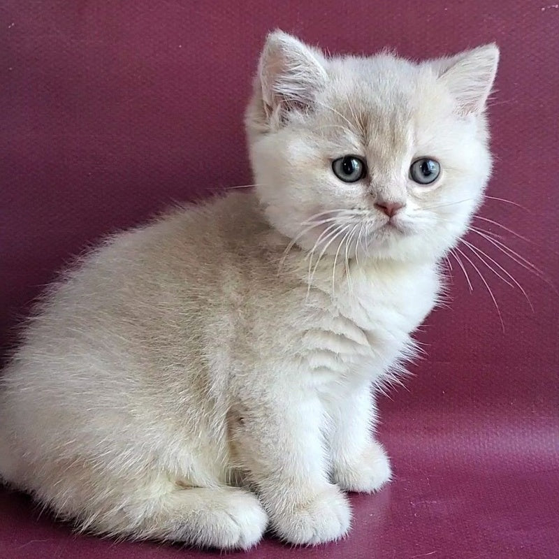Alisa British Shorthair female, lilac golden shaded