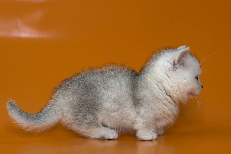 Zur Munchkin male black silver shaded - live animals