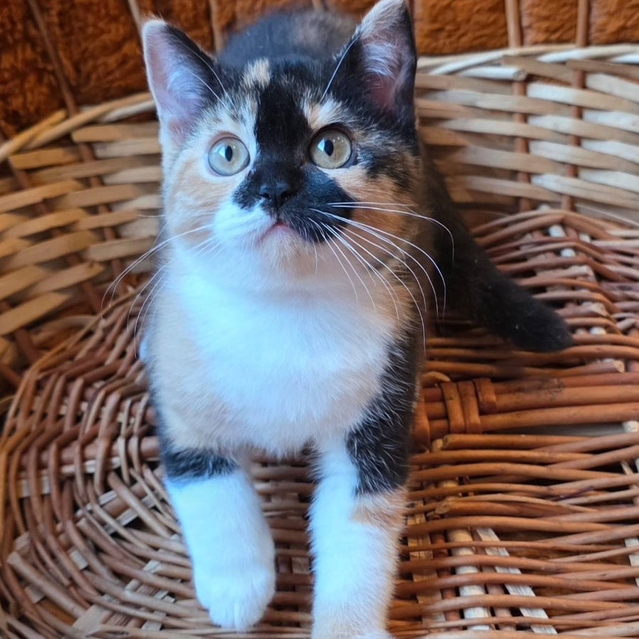Betty British Shorthair female, black tortie bicolour