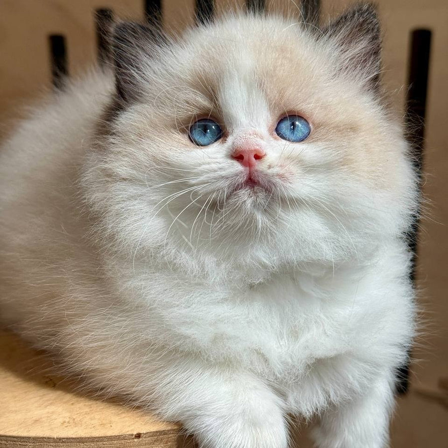 Mafin Ragdoll male, black bicolour