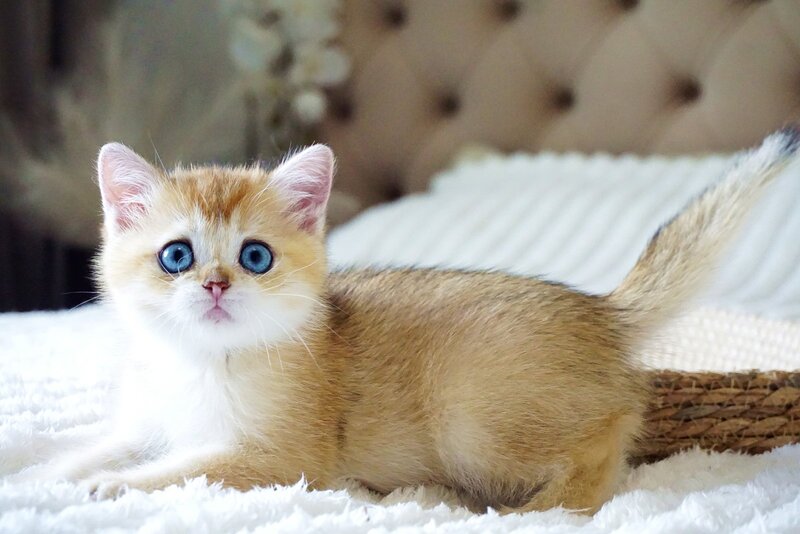 Grayson British Shorthair male, black golden shaded with white