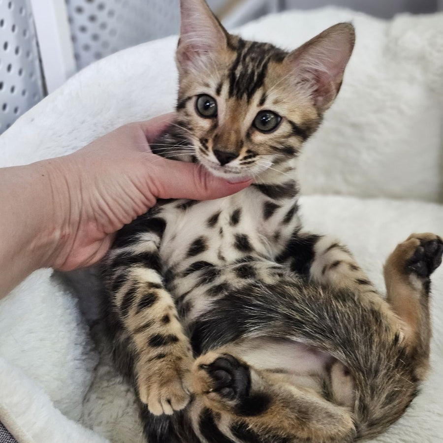 Titan Bengal male, black spotted tabby