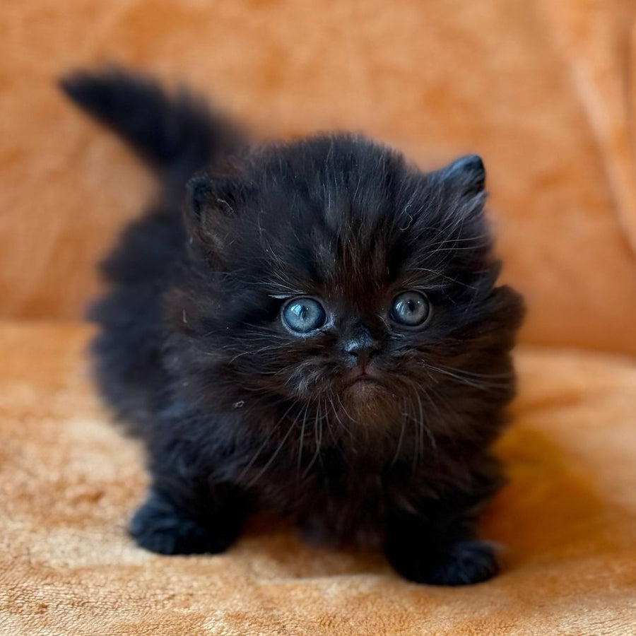 Martin Munchkin male, black