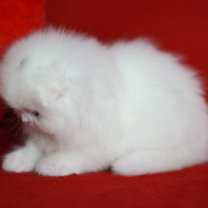 Sweety Scottish Fold female, white