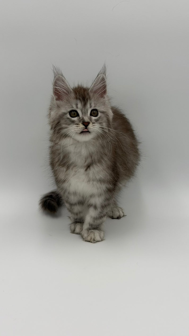 Mantra Maine Coon female, black silver spotted tabby