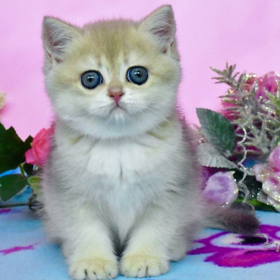 Chloya British Shorthair female, blue golden chinchilla