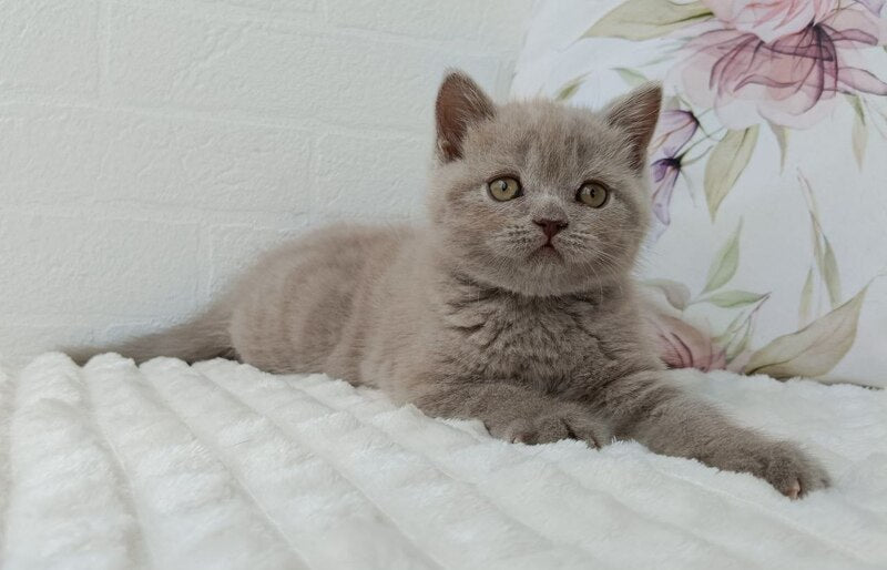 Vanessa Scottish Straight female lilac - live animals