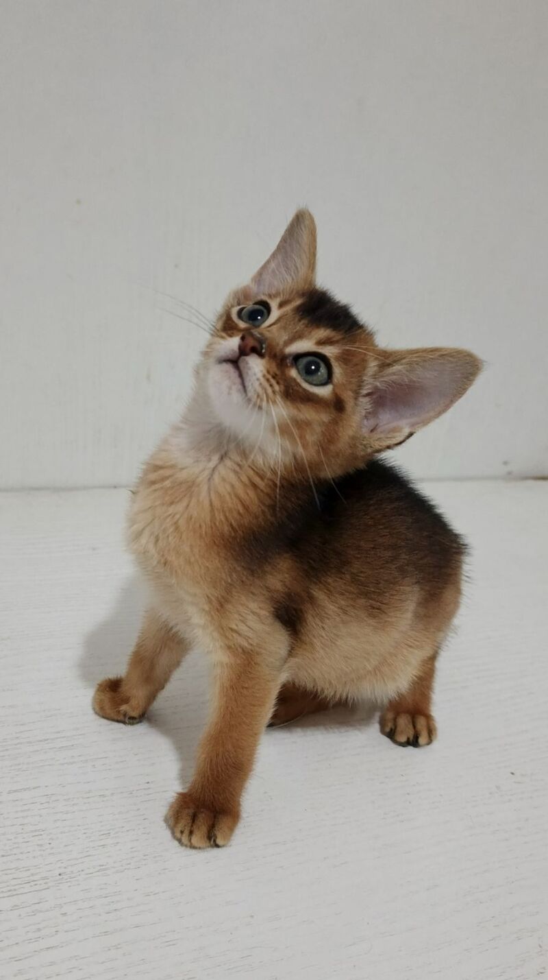 Gemma Abyssinian female ruddy - live animals