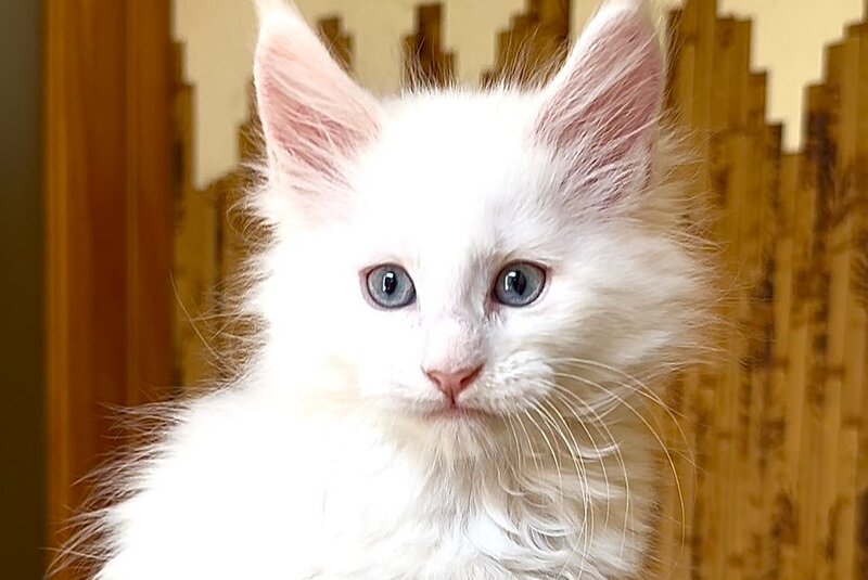 Ursula Maine Coon female, white