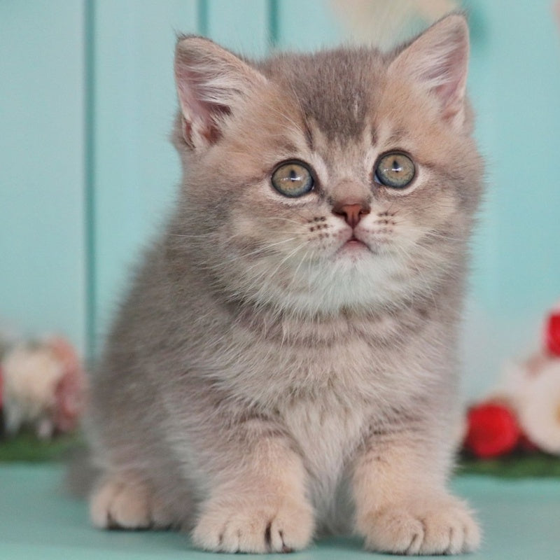 Xavian British Shorthair male, blue golden ticked tabby