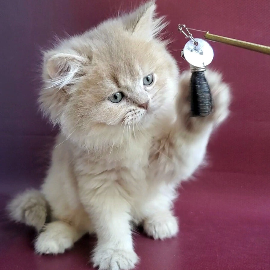 Agata British Longhair female, lilac golden shaded