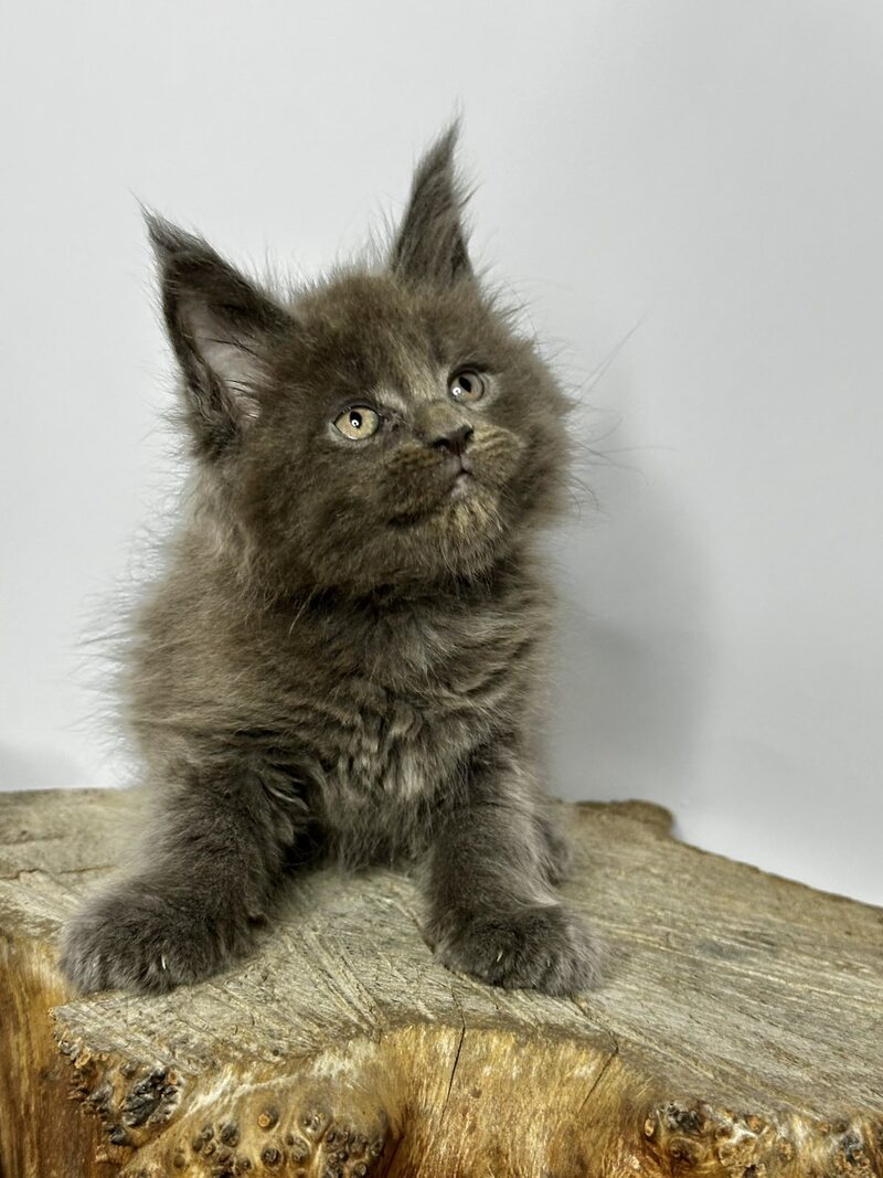 Joker Maine Coon male blue - live animals