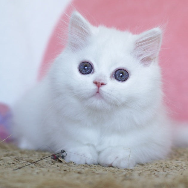 Qimby Scottish Straight male, white