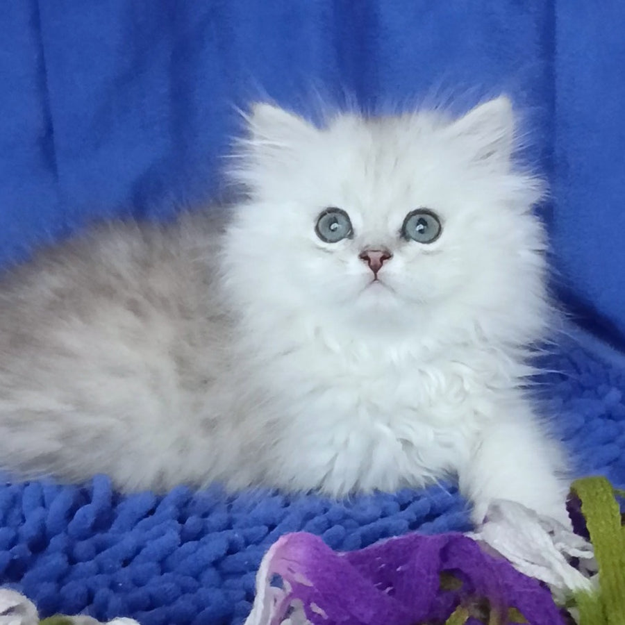 Marsel British Longhair male, black silver shaded