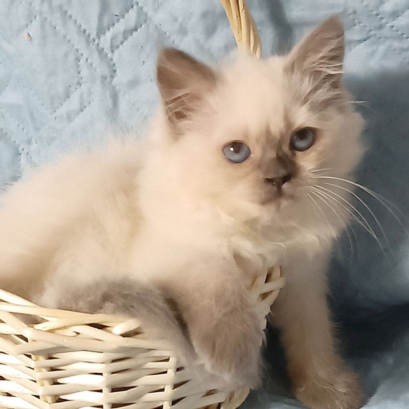 Dona Siberian female, blue pointed