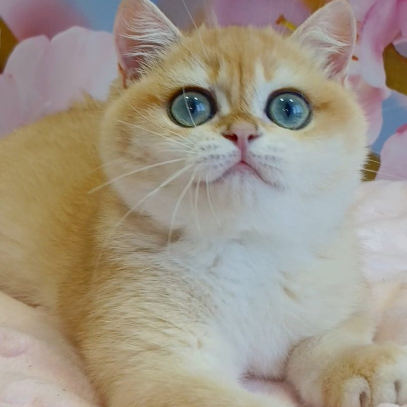 Forrest British Shorthair male, black golden chinchilla