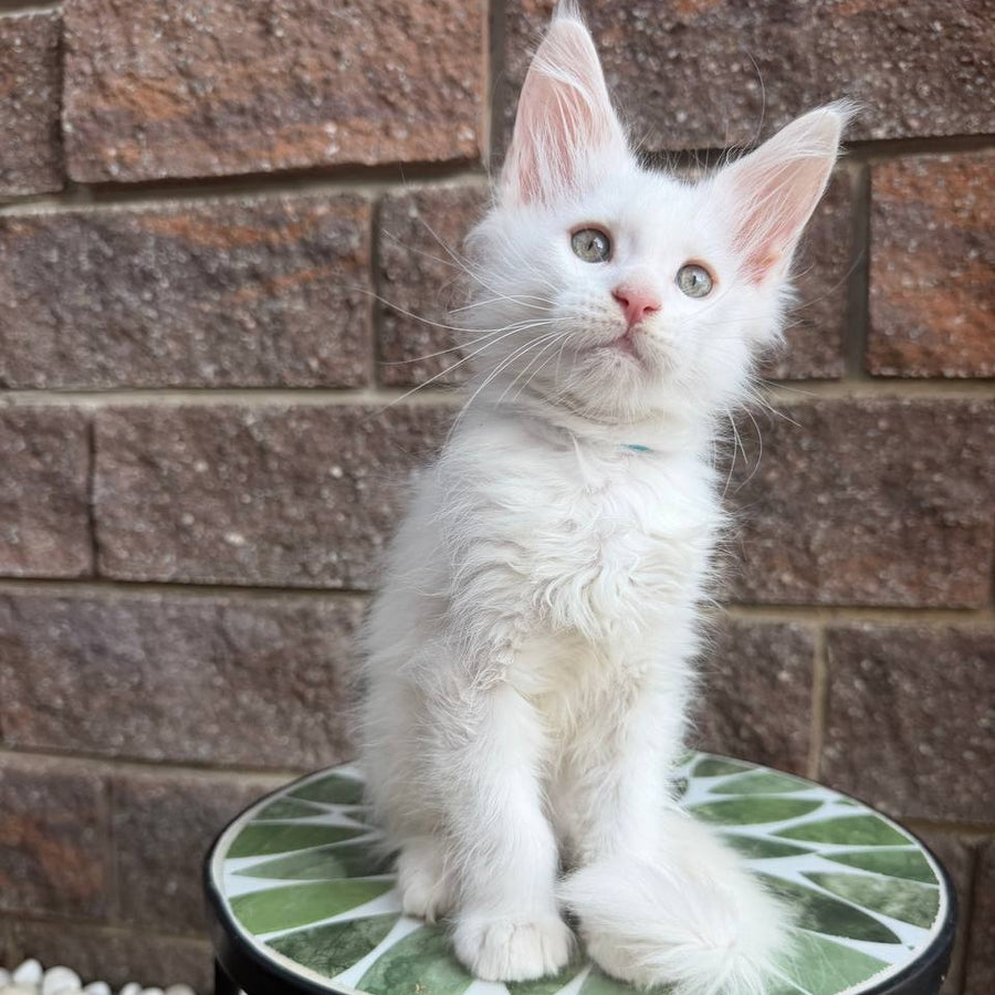Ziggy Maine Coon male, white