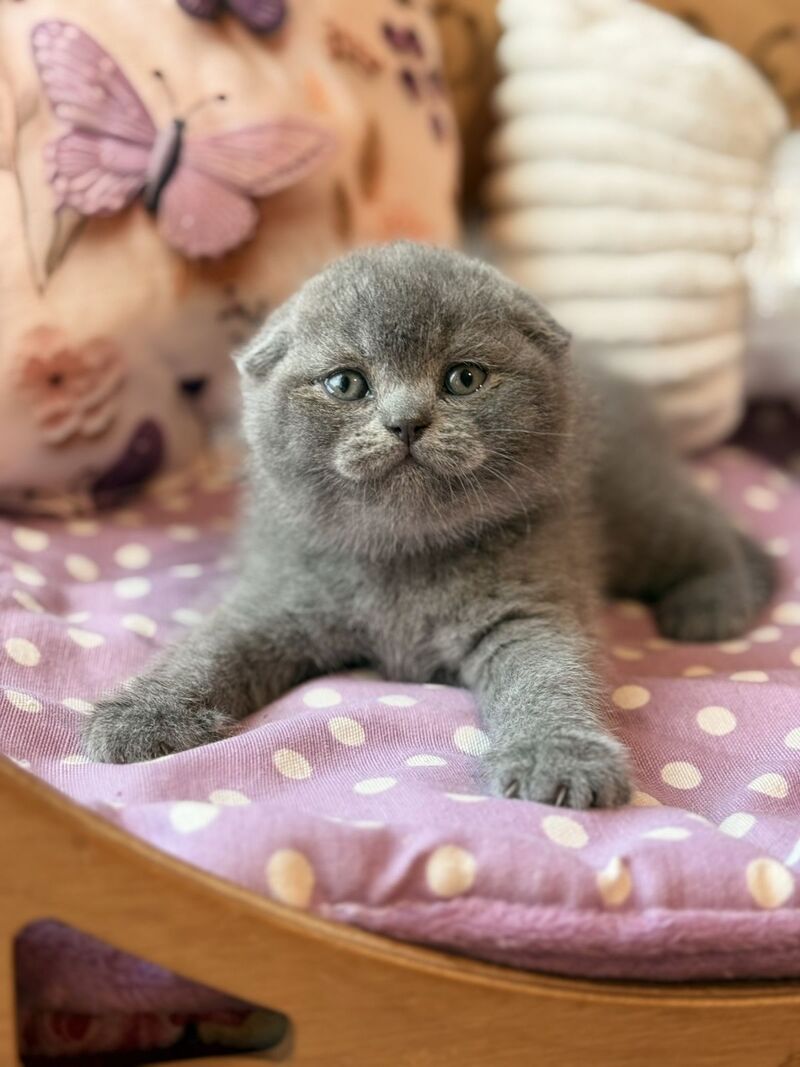 Potapuf Scottish Fold male, blue