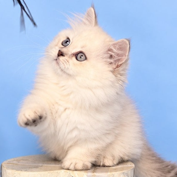 Diana Munchkin female, chocolate silver shaded pointed