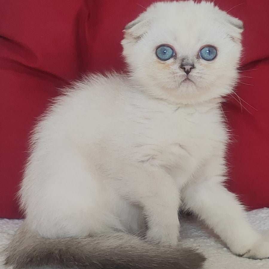 Xiomi Scottish Fold male, blue silver ticked tabby