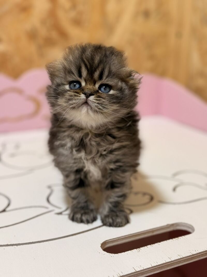 Fekla Scottish Fold female, black tabby