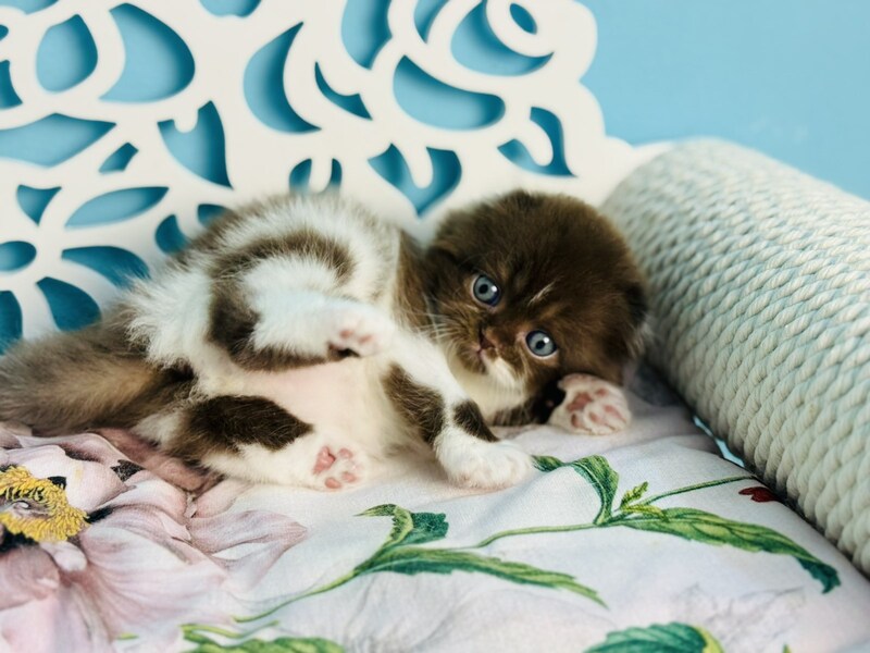 Xanti Scottish Fold male chocolate bicolour - live animals