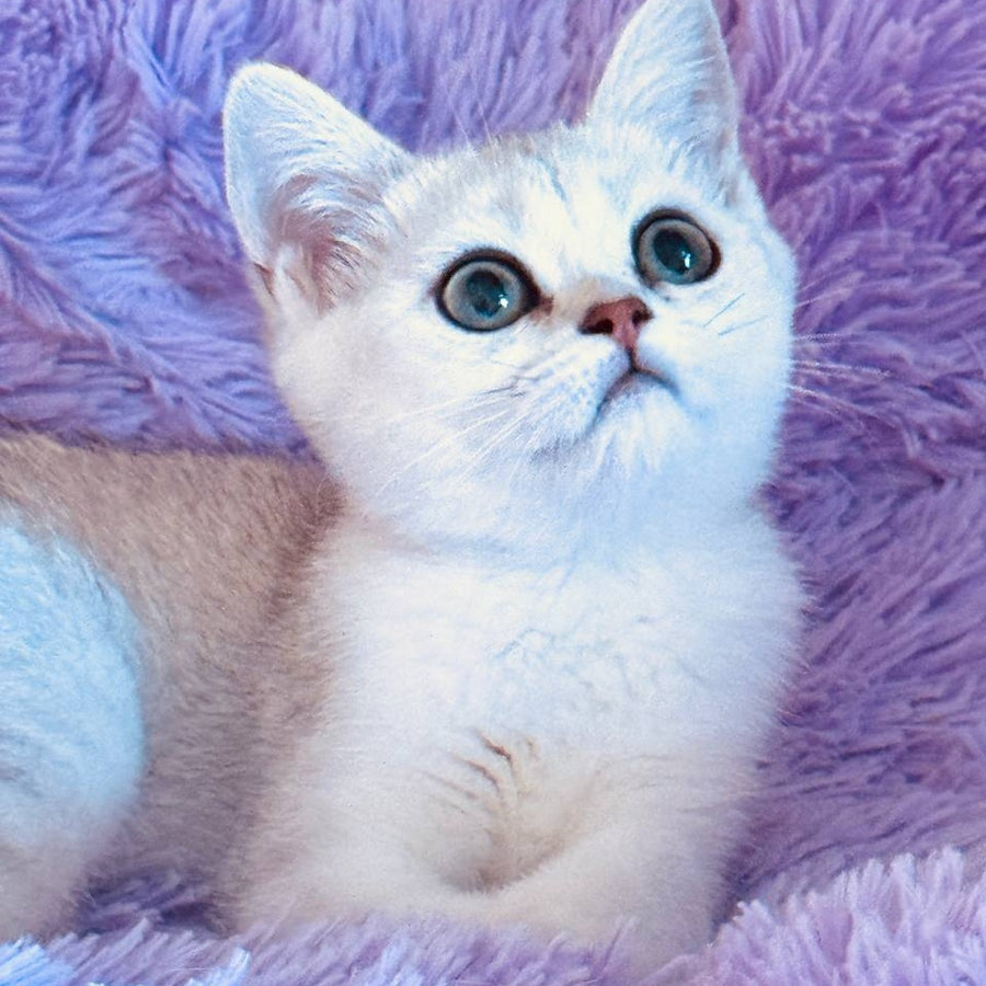 Sandra British Shorthair female, black silver shaded