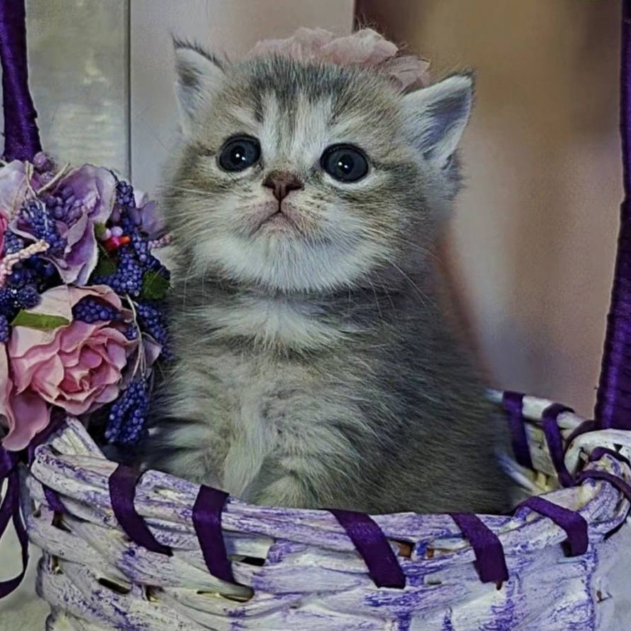 Ursula British Shorthair female, blue tortie ticked tabby