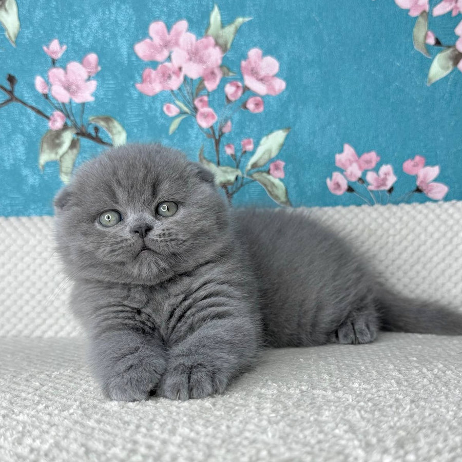 Kevin Scottish Fold male, blue
