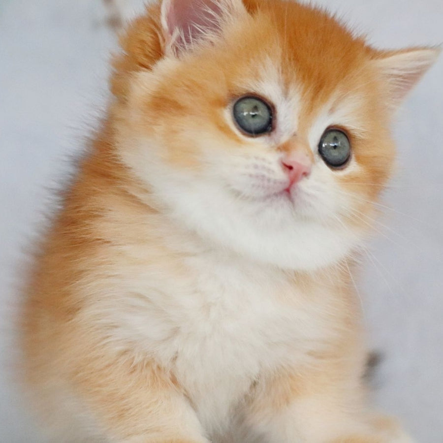 Zakhar British Shorthair male, black golden chinchilla