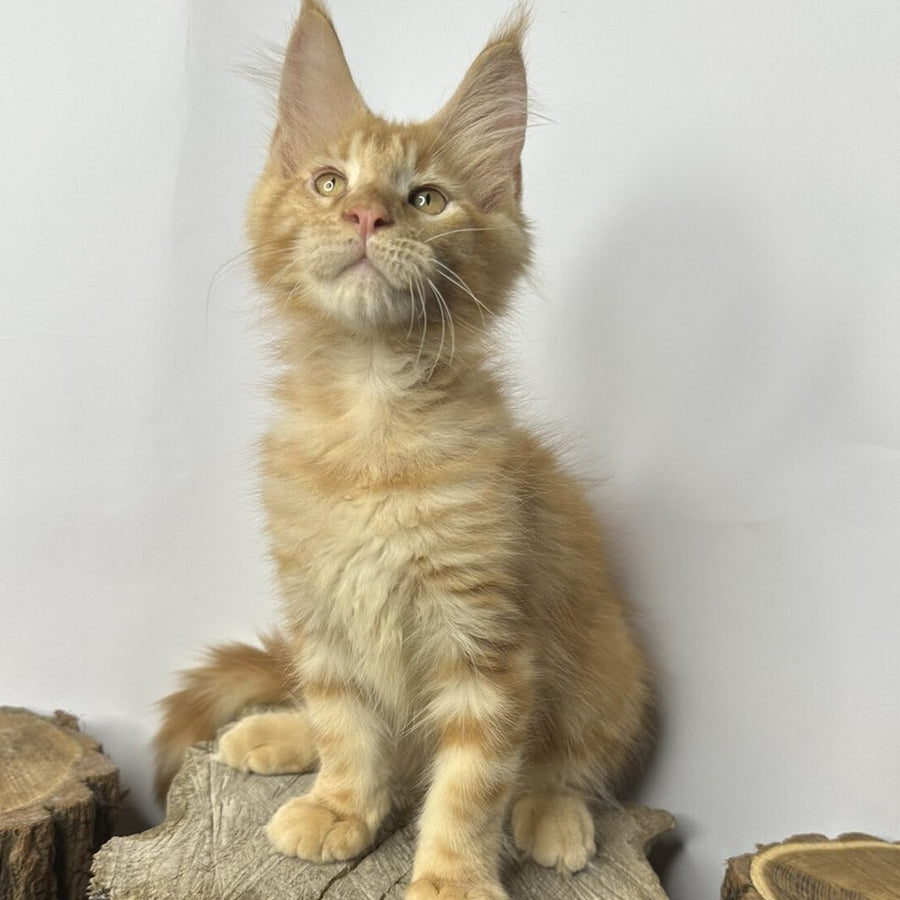 Kunzhut Maine Coon male, red tabby