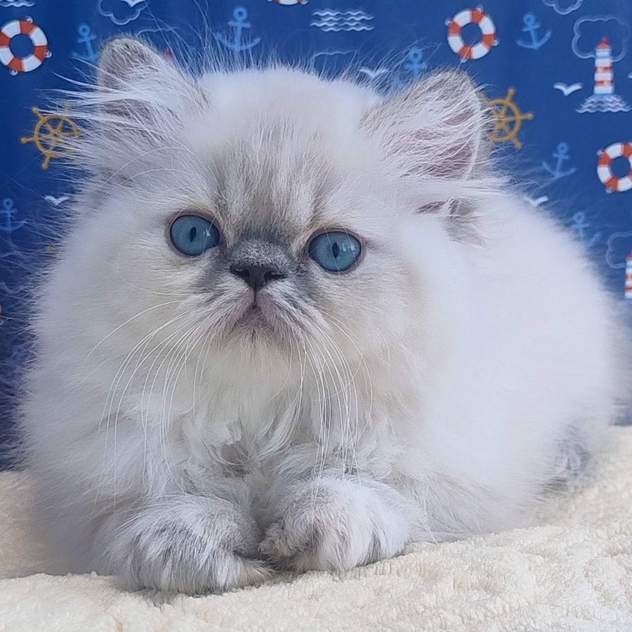 Bassi Persian female, blue pointed