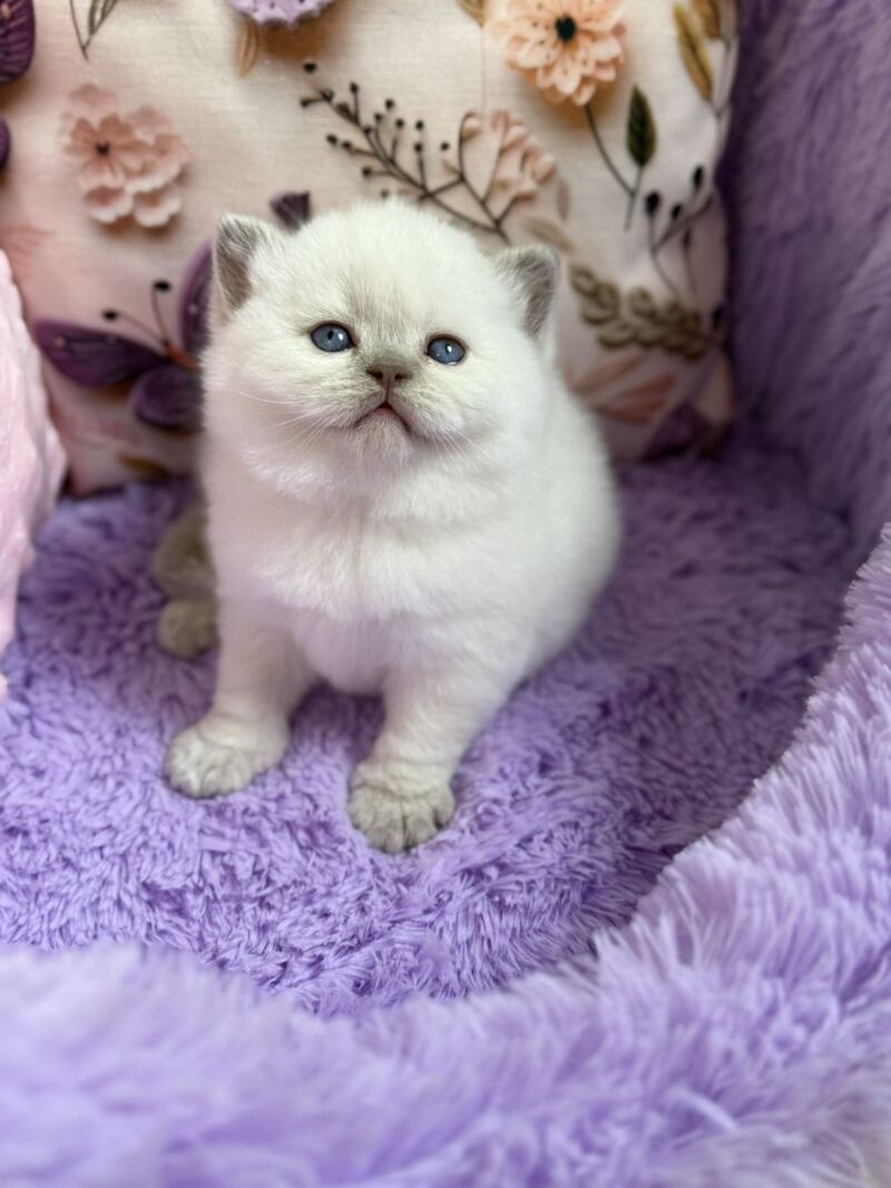 Beauty British Shorthair female fawn pointed - live animals