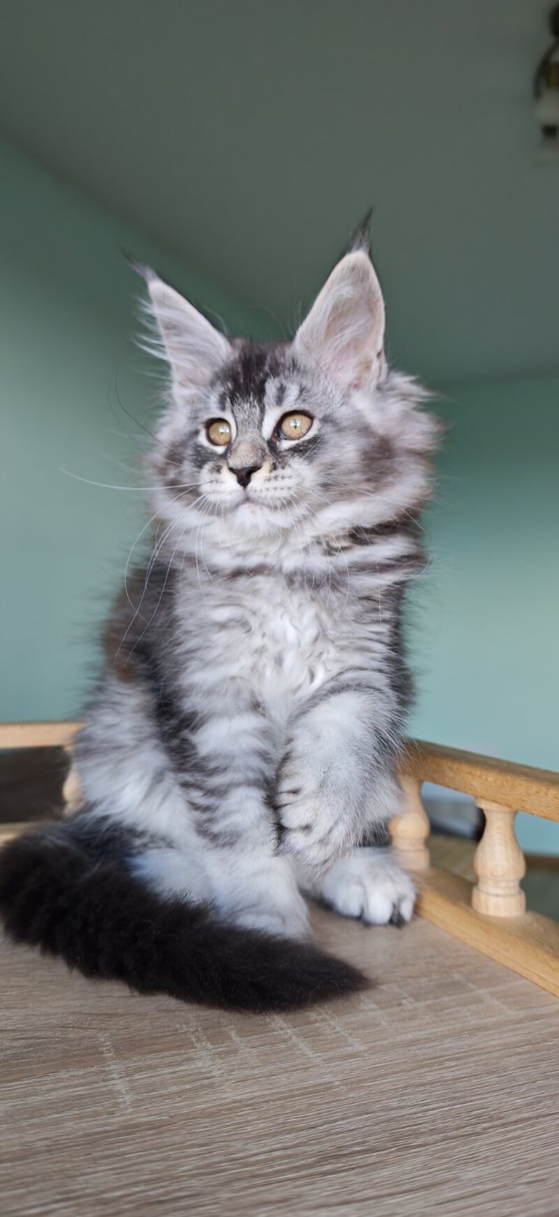 Floria Maine Coon female, black silver ticked tabby