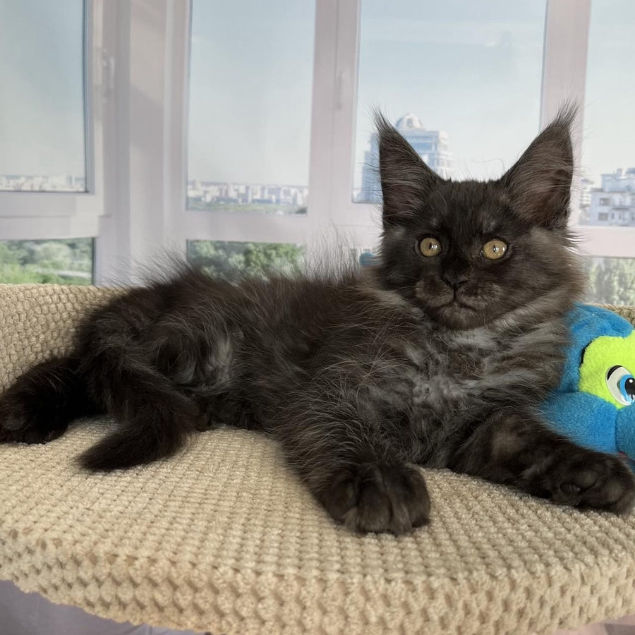 Ralph Maine Coon male, black silver