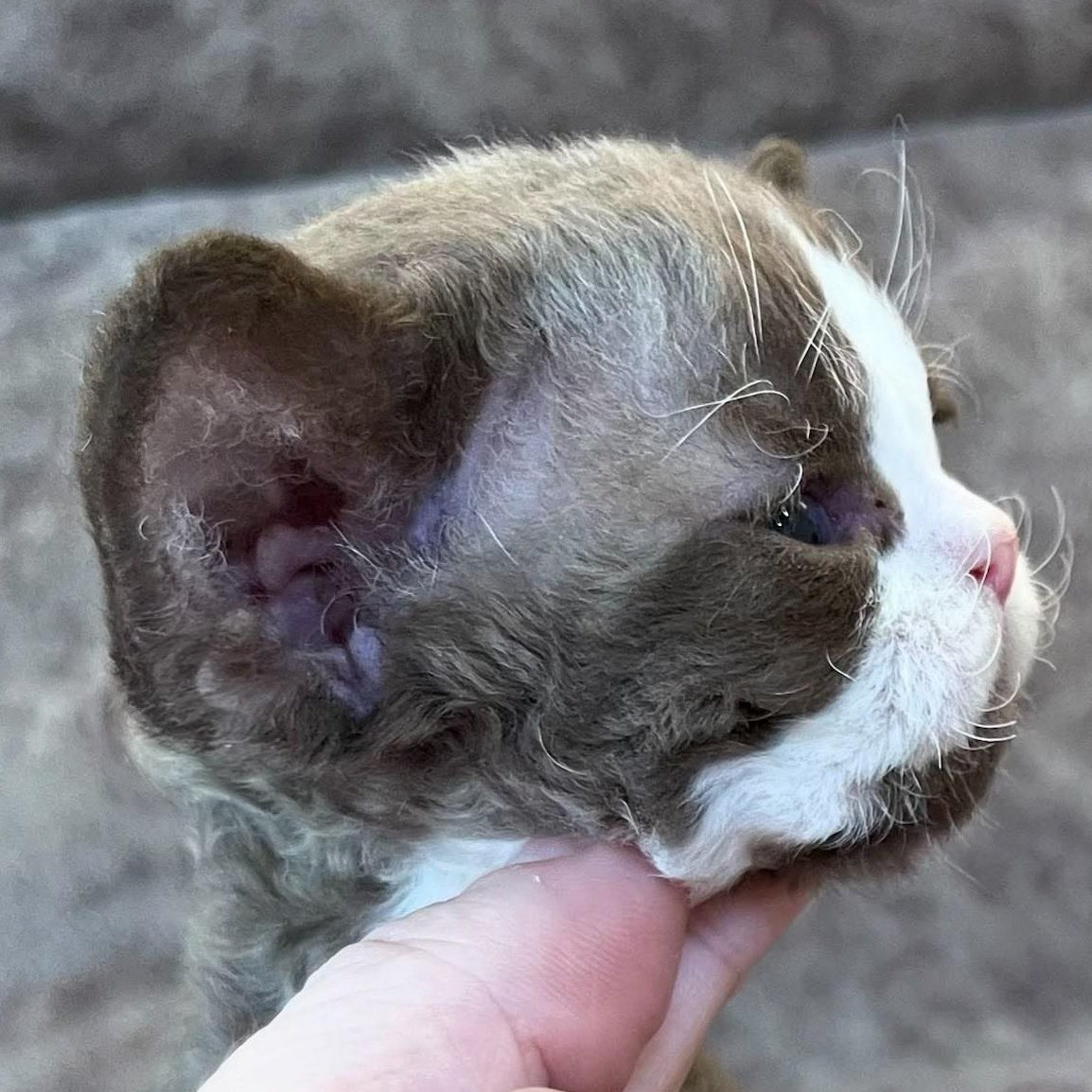 Valentin Devon Rex male, chocolate bicolour