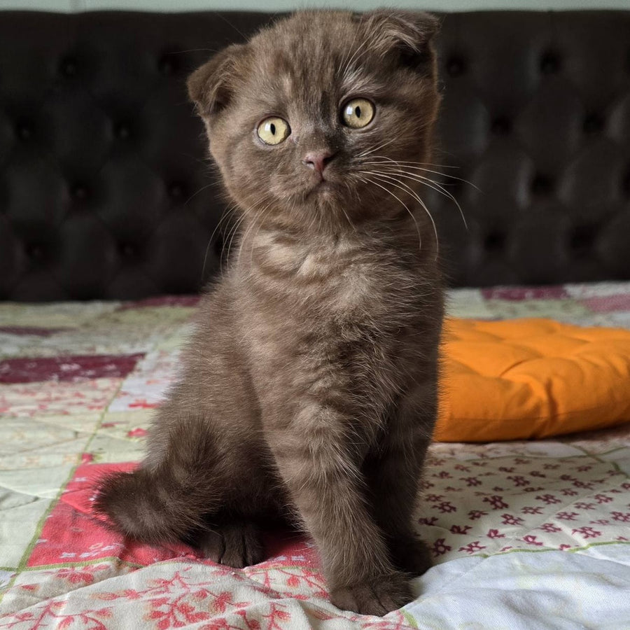 Cookie Scottish Fold male, chocolate